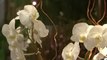 Comment faire une composition d'orchidées ?