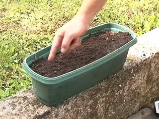 Comment semer du persil ?