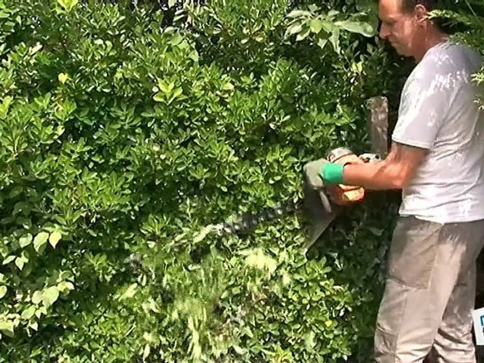 Comment tailler une haie ?