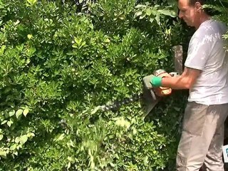 Comment tailler une haie ?