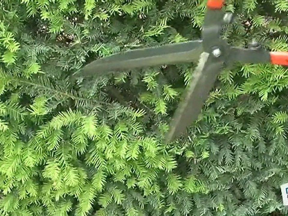 Comment tailler une haie ?