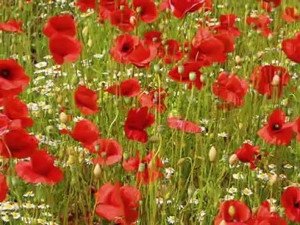 NEŞET ERTAŞ-SEN BENİMSİN BEN SENİNİM