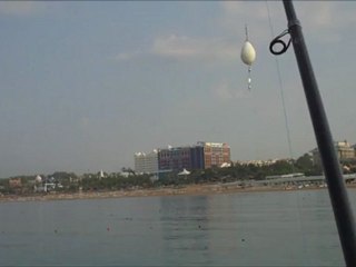 dolphin attack & mullet fish