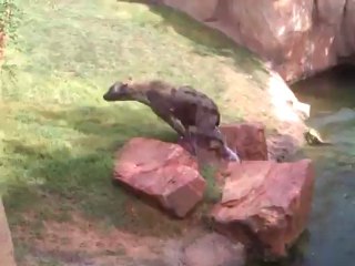 Hienas refrescándose en el agua