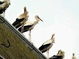 CIGOGNES A BOURG EN BRESSE (LOUL)