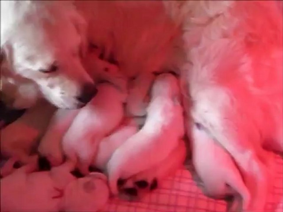 La 2ème semaine des bébés golden 2012