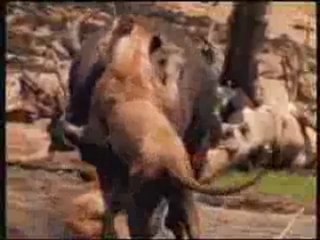 Aslanın Bufalo Avı