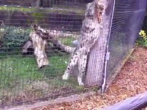 Léopard au zoo mange un écureuil