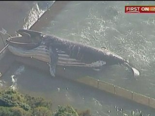Dead whale found in swimming pool