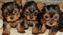 Yorkie puppies for sale
