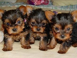 Yorkie puppies for sale