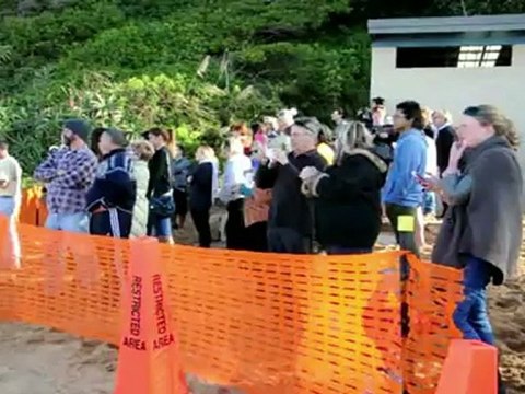 Baleia-jubarte é encontrada morta na Austrália