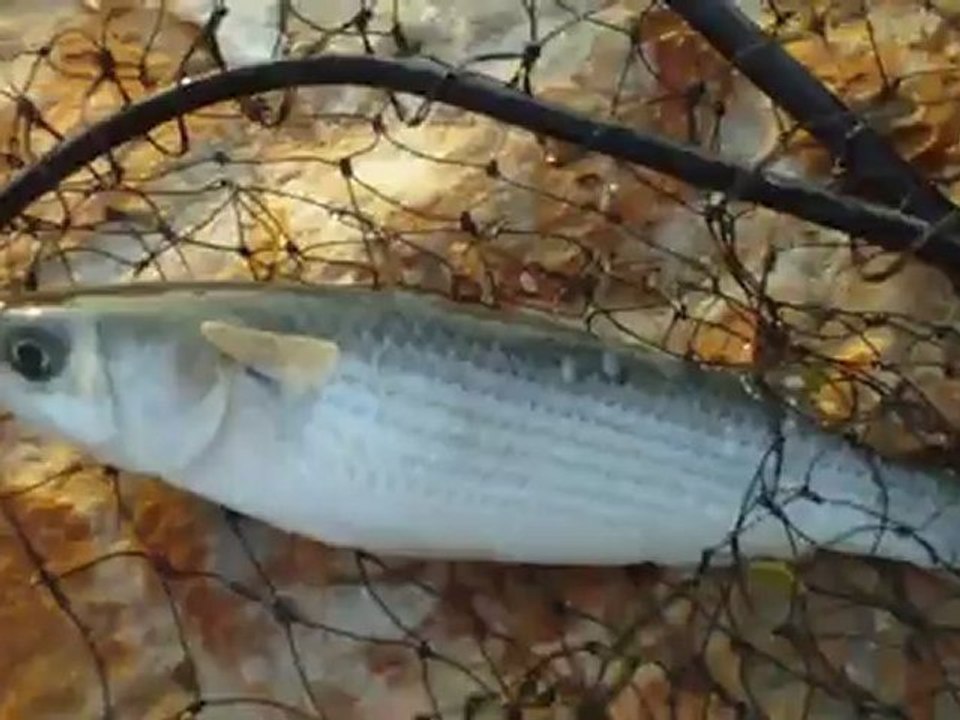 Kefal avı MULLET FİSHİNG