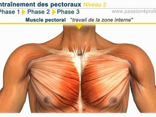 Entrainement musculation pectoraux Niveau 2