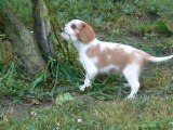 Chiots cavalier king-charles blenheim