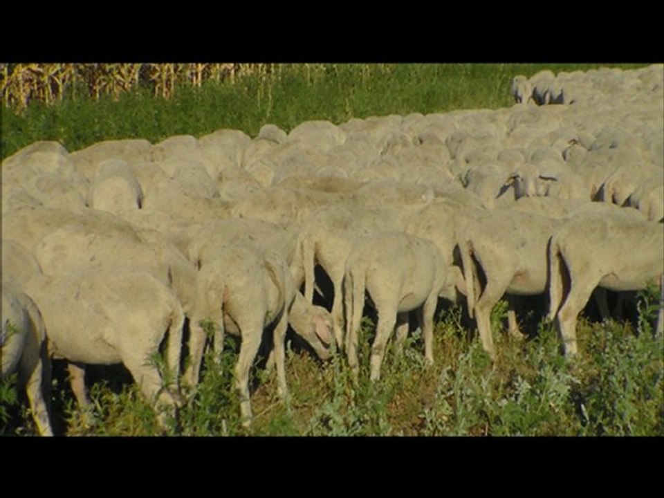 KASAPLIK BESİLİK KUZU FİYATLARI HAZER EMLAK TEL: 0546 851 6657 SATILIK KASAPLIK KOYUN KOÇ KUZULAR SATILIK BESİLİK BIÇAKLIK FİYATLARI KUZU SATIŞI KÜÇÜKBAŞ HAYVAN PAZARI ARDAHAN KARS YOZGAT ÇORUM MUĞLA MUŞ ISPARTA GİRESUN YOLOVA MARDİN SATILIK KOYUNLAR