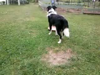 Guelmo joue  avec le mini ba a fleur