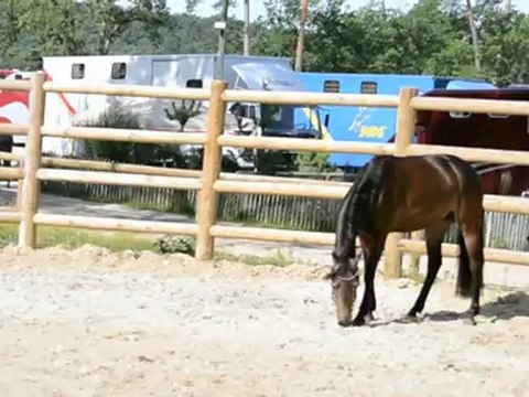 2012_07_22 EURO PONEY Fontainebleau 2012 ,connemara, 3 ans ,ardgaineen dun, saut en liberté