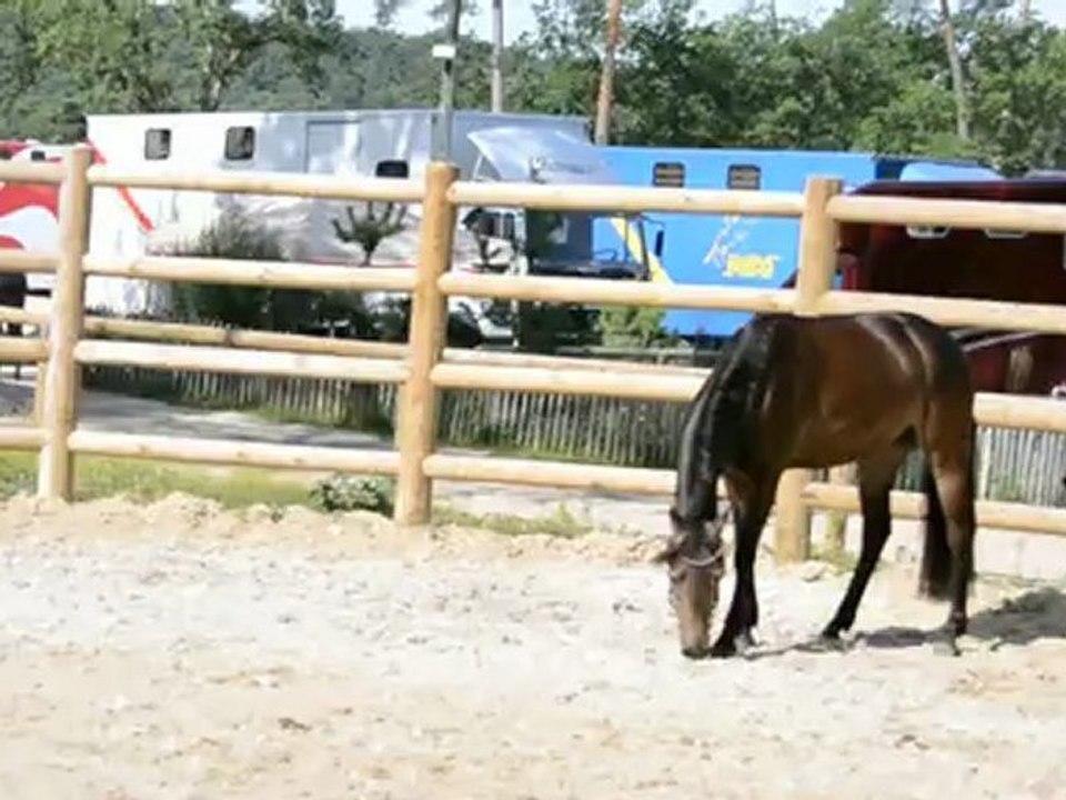 2012_07_22 EURO PONEY Fontainebleau 2012 ,connemara, 3 ans ,ardgaineen dun, saut en liberté