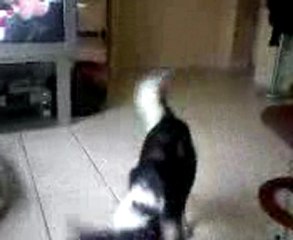 Guelmo joue avec son freesbe a la maison