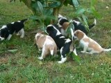 Chiots cavalier king-charles
