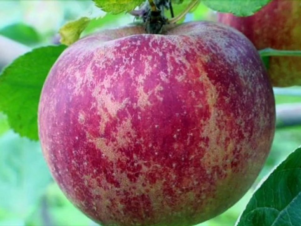 Film : SERIE - EPICERIE FINE - LES POMMES DE NORMANDIE