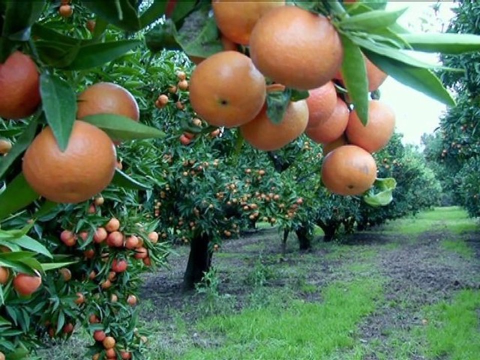 Film : SERIE - EPICERIE FINE - LA CLÉMENTINE CORSE