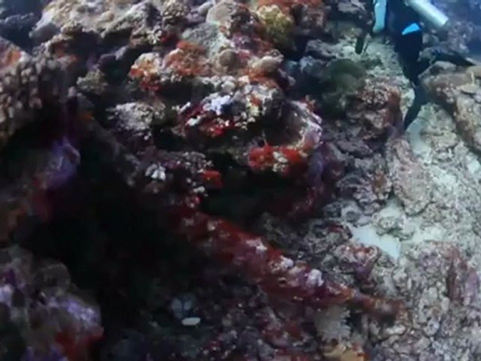 Wrack von Piraten-Schatzschiff vor Tonga entdeckt