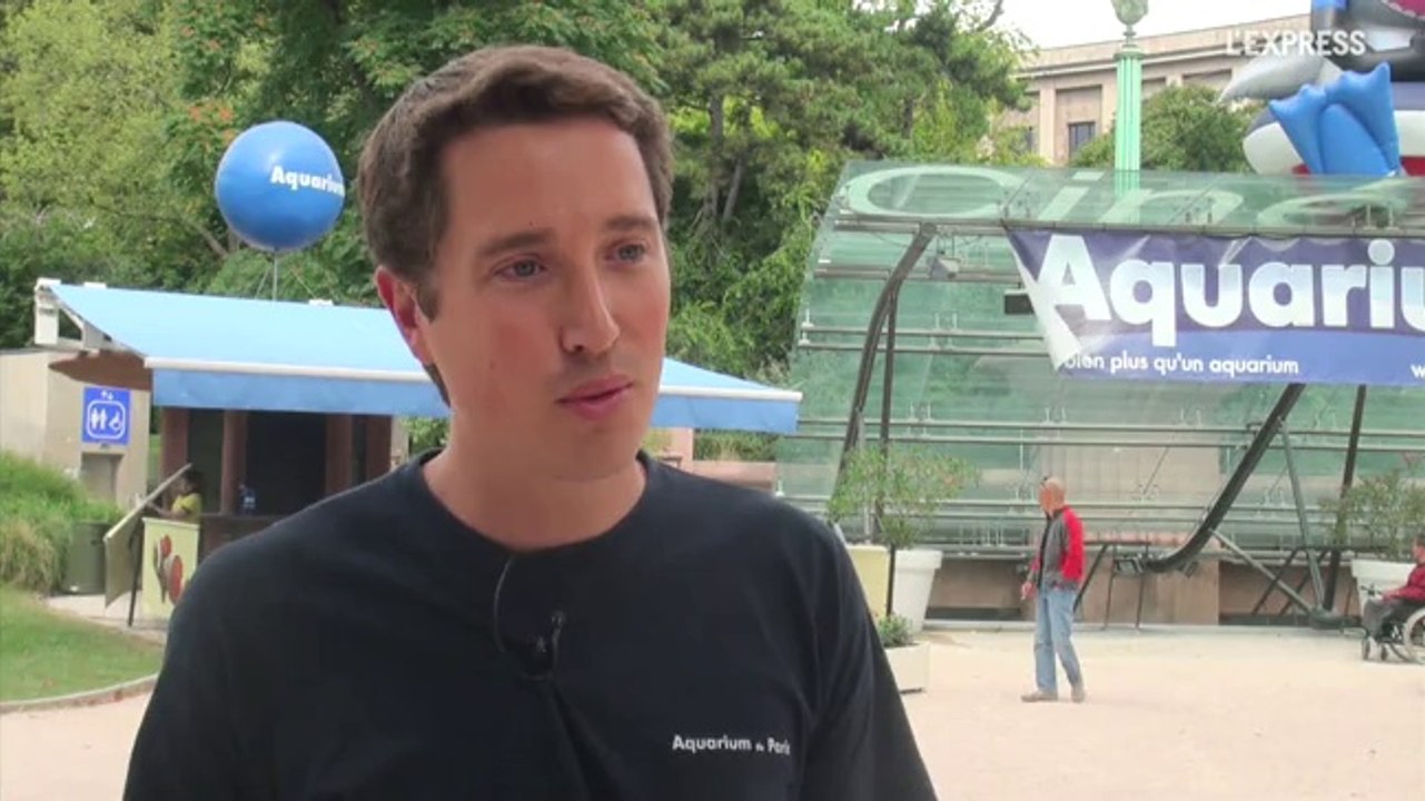 "Le requin attaque l'homme par erreur"