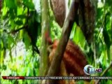 Noticia sobre reunión de cadena de cacao en la Lima. 11 Noticias, Canal 11. 31 de julio del 2012.
