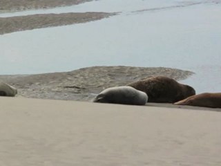 phoque, de la baie de somme