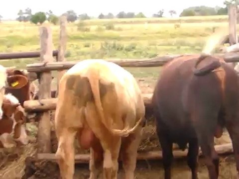 İTHAL KASAPLIK HAYVAN DANA DÜVE HAZER EMLAK TEL 0546 851 6657 SAKARYA KOCAELİ ANKARA BURSA İSTANBUL