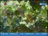 TRT haber. 31.07.2012. Manisa Bağcılık Araştırma