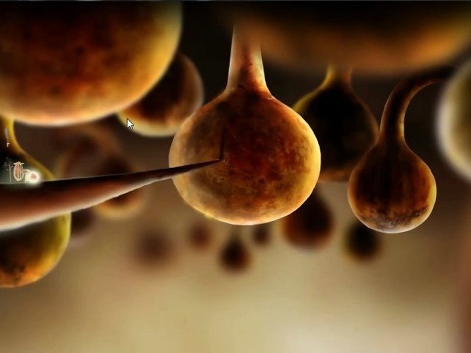 Botanicula Niveau 5
