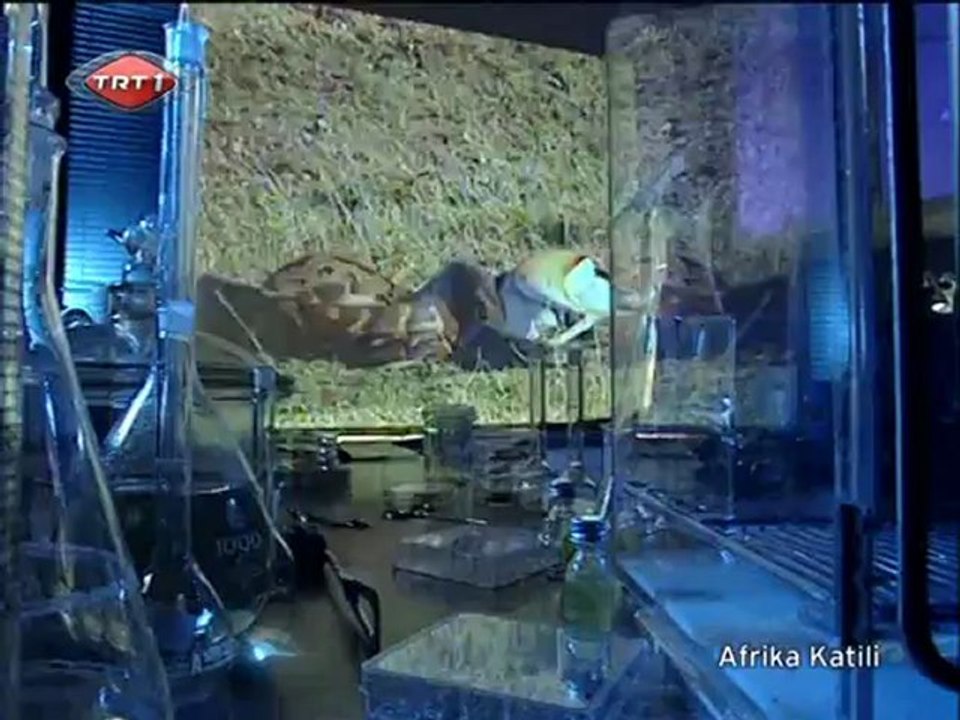 Afrika Katili 1