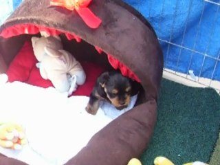 dimanche 22-07-2012 003