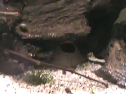 Borelli dişisi ve yavruları