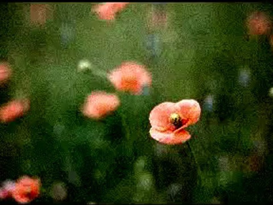 Ein Spontanwarzenschwein im Quellcode