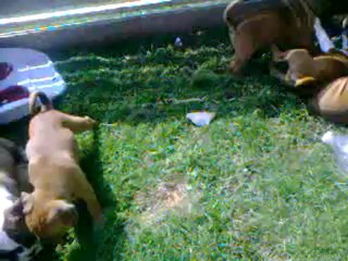 Vidéo 02  - 8ème portée de staffordland  dans le parc de l'extérieur !