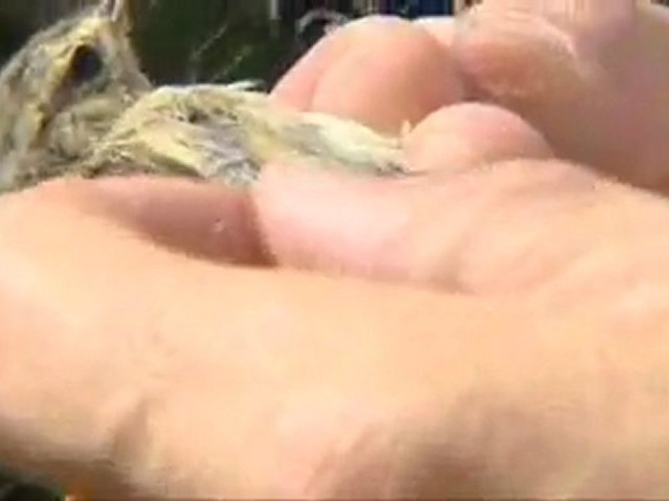 Lot-et-Garonne : baguage des oiseaux migrateurs