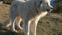 Dogs in sheep’s clothing