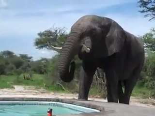 En video: Elefante sorpende a varias personas en una piscina