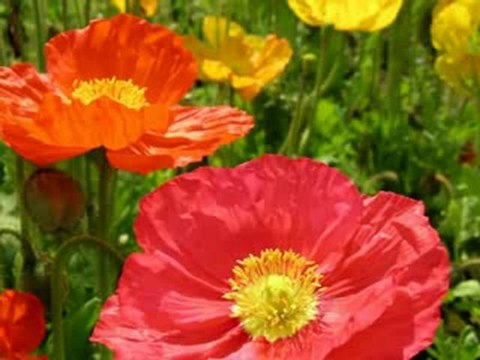 Erkan Oğur & İsmail Hakkı Demircioğlu Seher Yeli