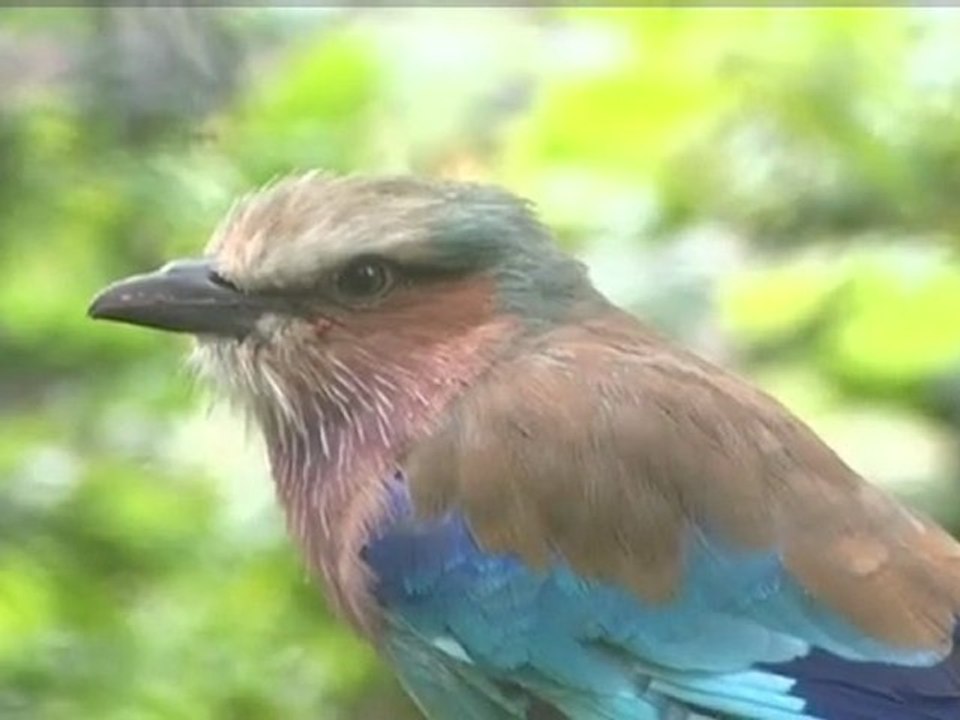 De nouveaux oiseaux au parc de Clères