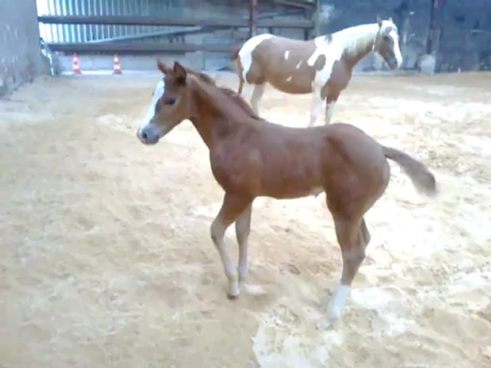 Smart Mysterious Lena Gun