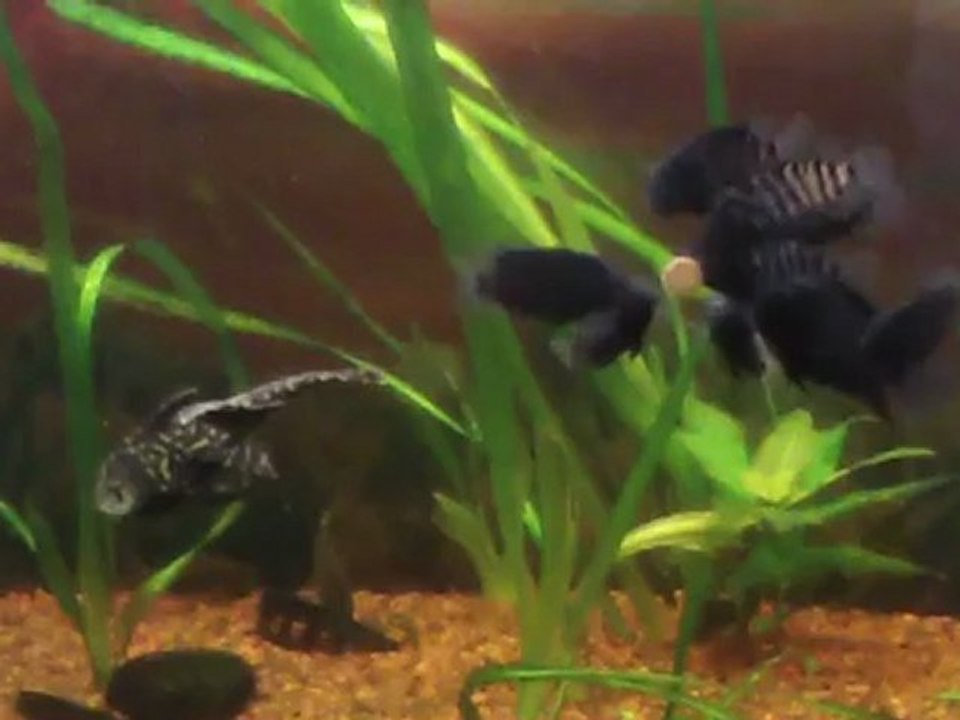 Méthode Colin   Swing  svp..boite à rythme