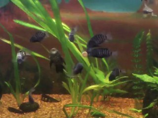 Méthode Colin    "Swing svp.." avec accompagnement.