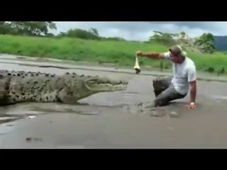 Compilation #17 Animal Encounters