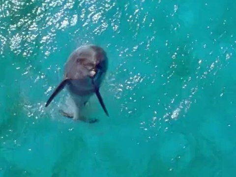 HBO Hard Knocks: Training Camp with the Miami Dolphins - Dolphin Tease