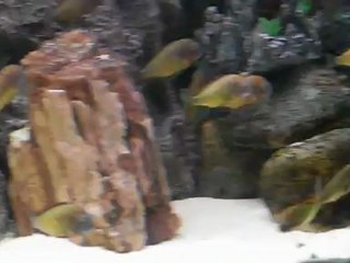 DSCN0812 ilangi yellow